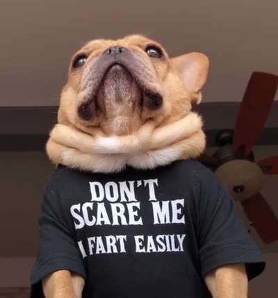 Hunde Memes-Beitrag-Bild