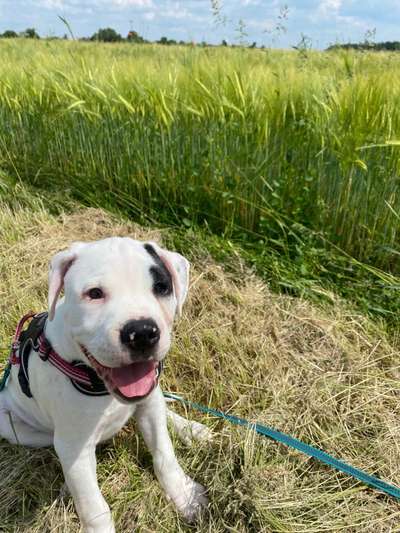 Die Dogorama Monats Challenge "Es grünt und blüht"-Beitrag-Bild