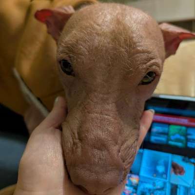 Aussergewöhnliche Rassen / Nackthunde-Beitrag-Bild