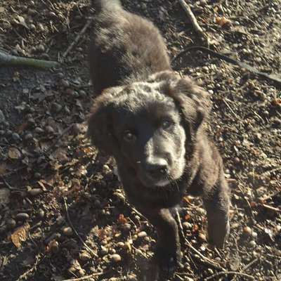 Hundetreffen-Welpentreffen Gladbeck-Bild