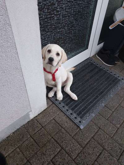 Die Dogorama Wochen Challenge: “Regenspaziergänge"-Beitrag-Bild