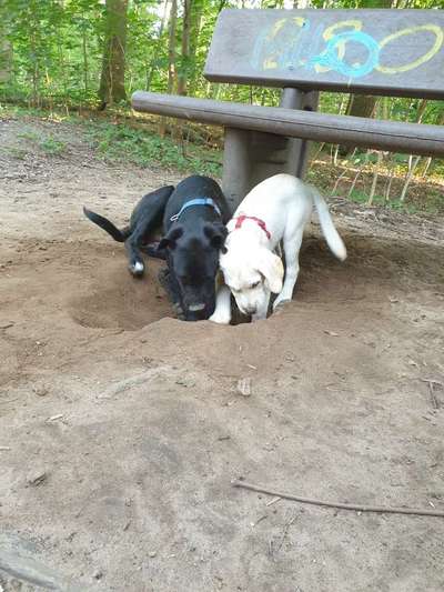 Die Dogorama Wochen Challenge "Friends will be Friends"-Beitrag-Bild