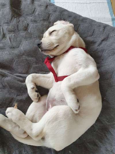 Foto's und Hundemodels-Beitrag-Bild