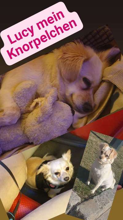 Welchen Hund hast du?-Beitrag-Bild