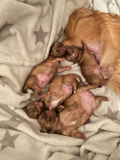 Hundetreffen-Kennenlernen großer Hunde 🥰-Bild