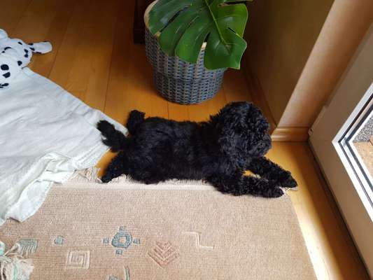 Alles rund um den Pudel-Beitrag-Bild