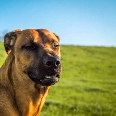 Die Dogorama-Wochen-Challenge "Die schönste Grimasse"-Beitrag-Bild