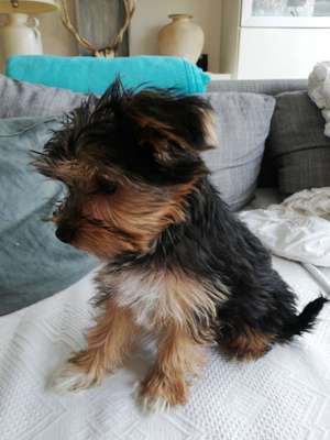 Hundetreffen-Welpe sucht Spielkameraden-Bild