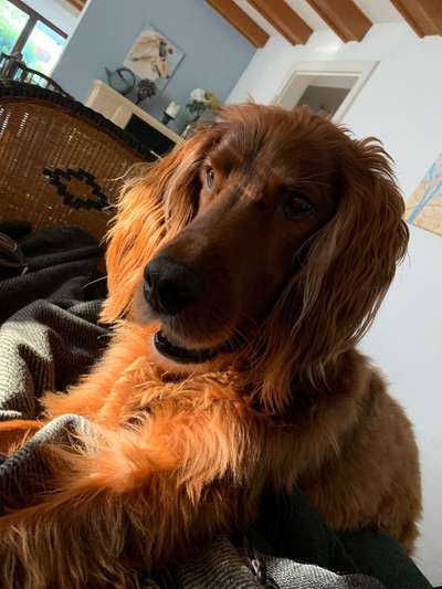 Vom Welpen zum Hund-Beitrag-Bild