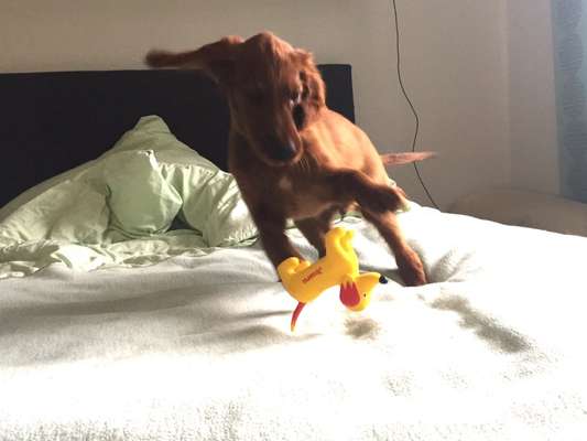 Vom Welpen zum Hund-Beitrag-Bild