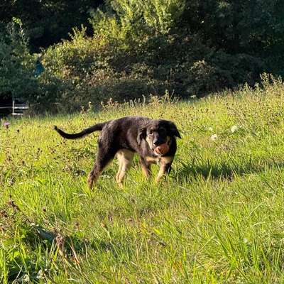 Hundetreffen-Welpen Treffen. Gassi Runde.-Bild