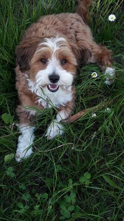 Havaneser dabei?:)-Beitrag-Bild