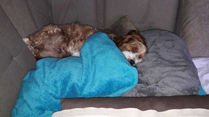 Havaneser dabei?:)-Beitrag-Bild