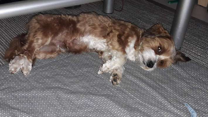 Ins Körbchen-Beitrag-Bild