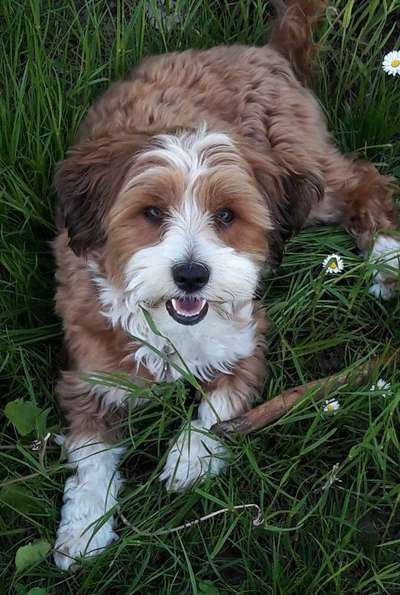 Die Dogorama Kalender Challenge Teil 3/4-Beitrag-Bild