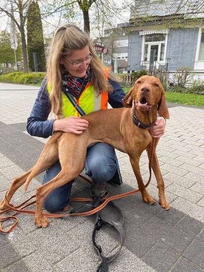 Hundeschulen-FINDERWILLE-Bild