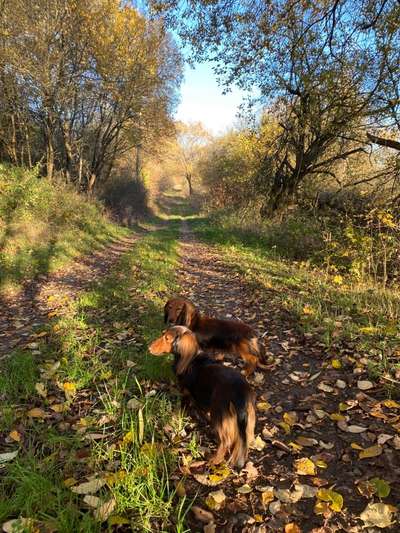 Die Dogorama Kalender Challenge Teil 1/4-Beitrag-Bild