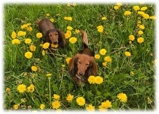 Die Dogorama Kalender Challenge Teil 3/4-Beitrag-Bild