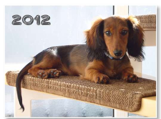 Welpen Bilder !-Beitrag-Bild