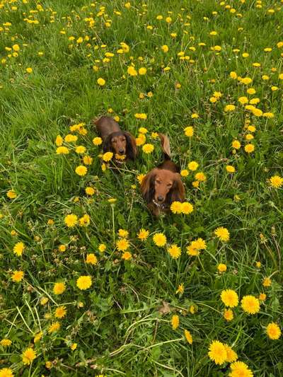 Die Dogorama Monats Challenge "Es grünt und blüht"-Beitrag-Bild