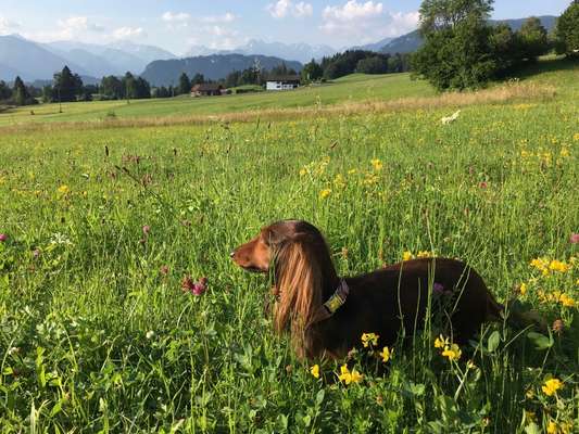 Fotochallenge 37- Sommerfeeling-Beitrag-Bild