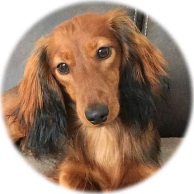 CHALLENGE NR. 19 - Der Hundeblick-Beitrag-Bild