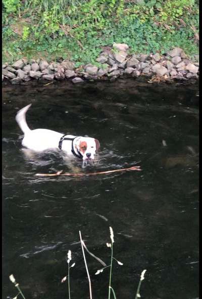 Dogorama Photo Challenge - Pfützen & Spiegelungen-Beitrag-Bild