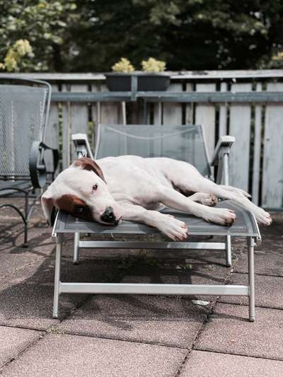 Challenge 23 : "  Euer Hund beim Frühlingserwachen "-Beitrag-Bild