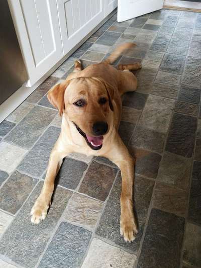 Labradorfans-Beitrag-Bild