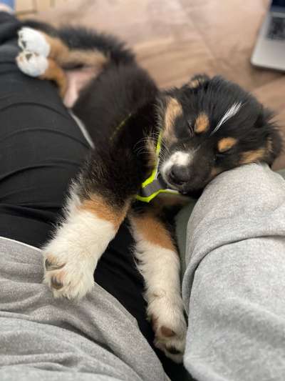 Welpen Bilder !-Beitrag-Bild