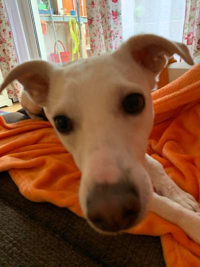 Zeigt her eure Hundenasen-Beitrag-Bild