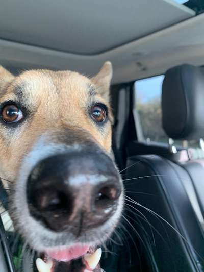 Zeigt her eure Hundenasen-Beitrag-Bild