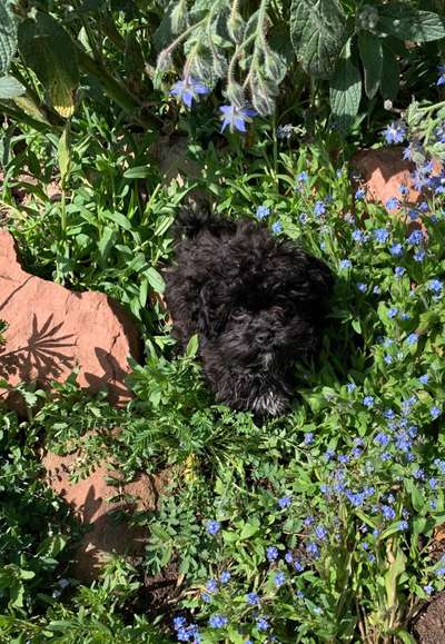 Challenge 23 : "  Euer Hund beim Frühlingserwachen "-Beitrag-Bild