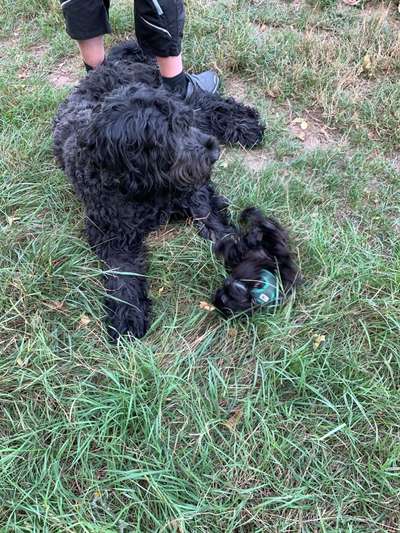 Fotochallenge No. 26                                     Wald und Wiese-Beitrag-Bild