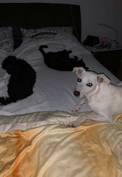 Hunde Memes-Beitrag-Bild