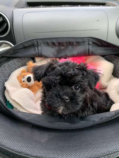 Welpen Bilder !-Beitrag-Bild