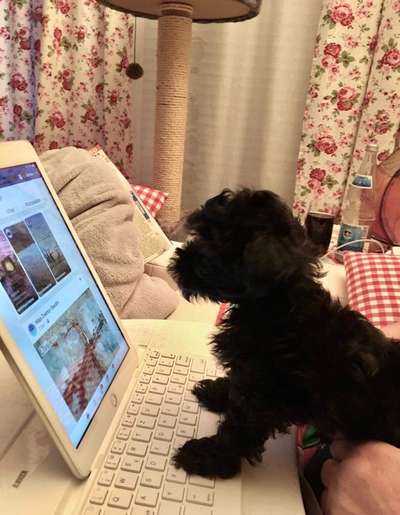 FOTOCHALLENGE: 25  Thema:  Hündische Haushaltshilfen-Beitrag-Bild