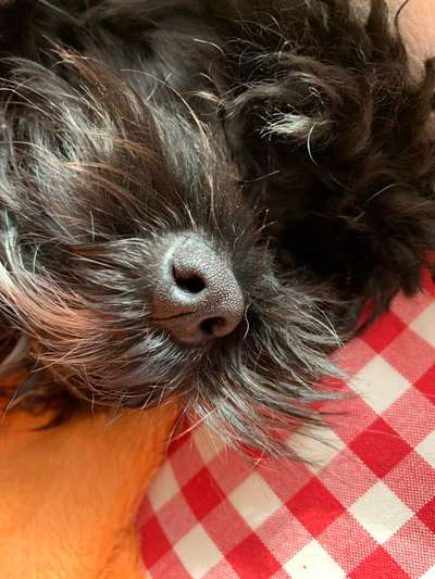 Zeigt her eure Hundenasen-Beitrag-Bild