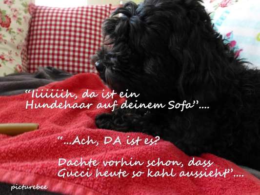 Hunde Memes-Beitrag-Bild