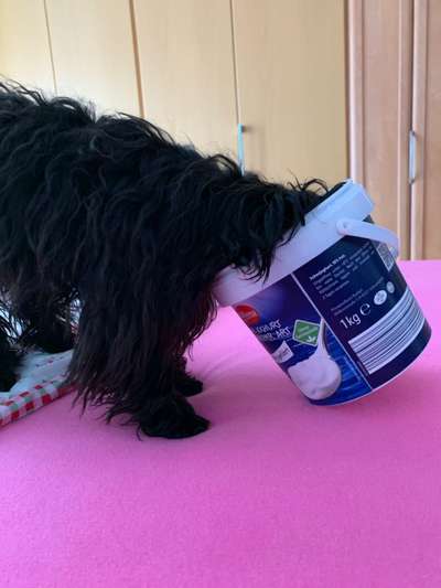 FOTOCHALLENGE: 25  Thema:  Hündische Haushaltshilfen-Beitrag-Bild