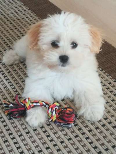 Welpen Bilder !-Beitrag-Bild