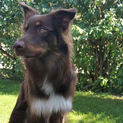 Hundetreffen-Begegnungstraining mit souveränen Hund gesucht-Profilbild