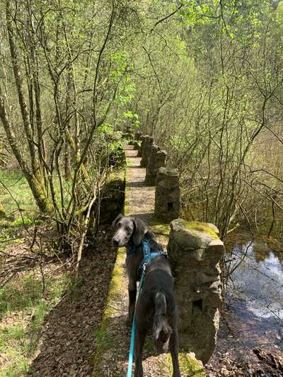 Hundetreffen-Gassirunden/Spieletreff-Bild