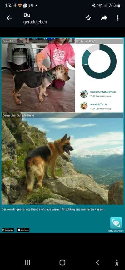 hunderasse-Beitrag-Bild