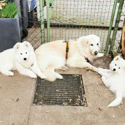 Hundetreffen-Spiel- und Laufgefährten für zwei junge Samojeden-Profilbild