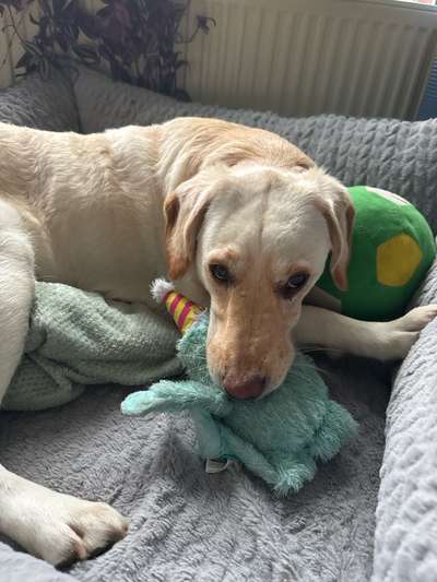 Hundetreffen-Trainingspartner gesucht-Bild