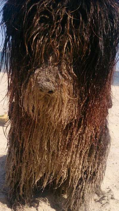 Dogorama Photo Challenge - Tierischer Urlaub-Beitrag-Bild