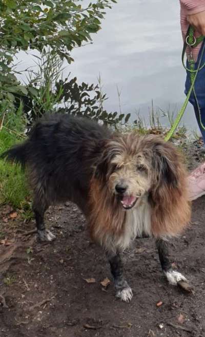 Mischlinge raten - Rätselspaß-Beitrag-Bild