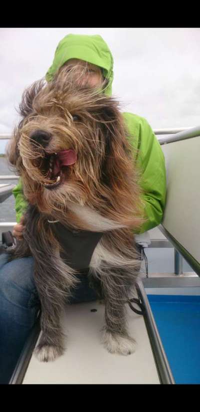 Die Dogorama Wochen Challenge-Beitrag-Bild