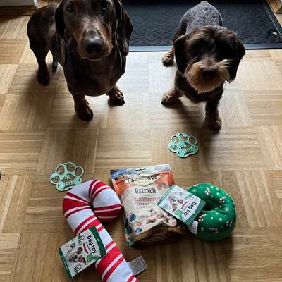 Hundetreffen-Gemeinsame (Trainings)Runden-Bild